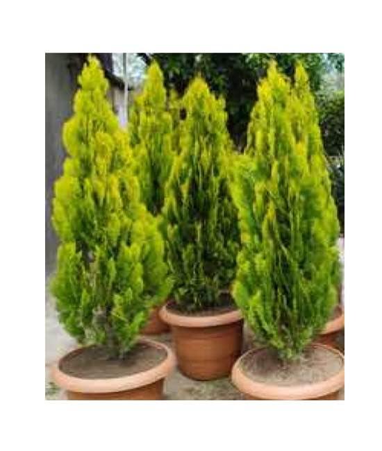 ოქროს სმარაგდა (ტუია) ქოთნით