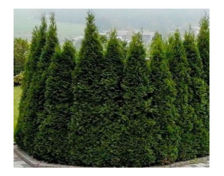 ღობის ტუიას ნერგი